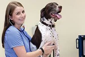Vet tech student with a trained dog at a veterinary training facility.