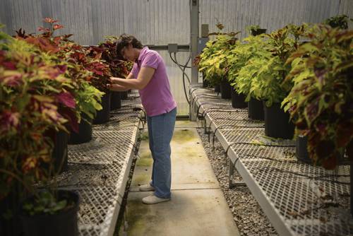 Agricultural science student examining vibrant plants in a greenhouse for higher education program.