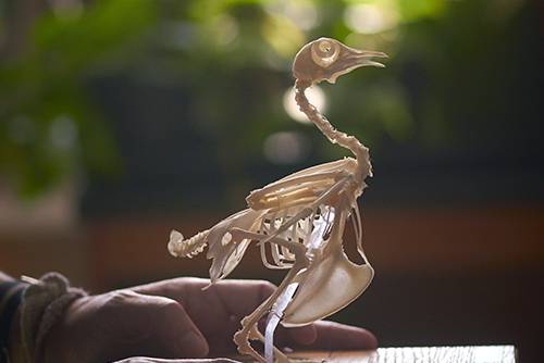 Bird skeleton, anatomy, biology, avian structure, educational, Pensacola State College.