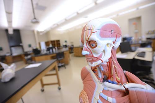 Anatomical human head and neck model used for pre-medical studies in college science labs.