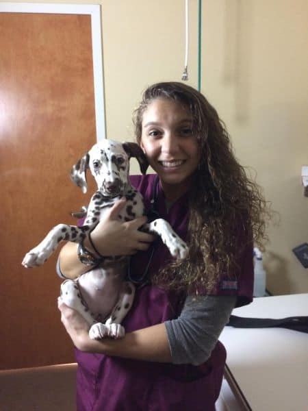 Student holding Dalmatian puppy during veterinary nurse internship at Pensacola State College.