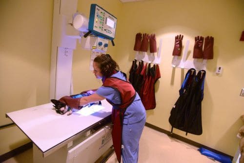 Veterinary technician student demonstrating pet care skills during Pensacola State College Vet Tech.