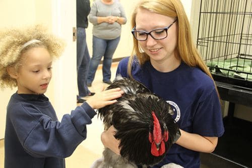 Young girl petting a black and white chicken at Pensacola State College Vet Tech Open House.