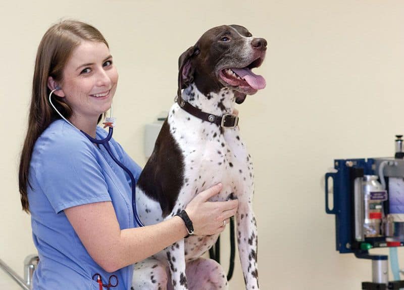 Veterinary technician student with a dog in classroom at Pensacola State College.