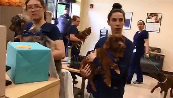 Highly skilled students practicing animal care and treatment in PSC&rsquo;s veterinary programs.