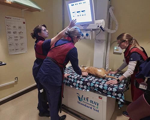 Veterinary technology students practicing pre-veterinary procedures on a cat in a clinical training.