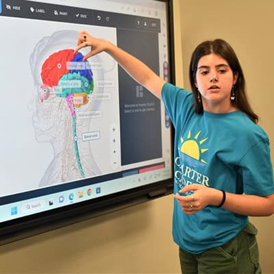 Highly engaged student presenting brain anatomy on interactive smartboard.