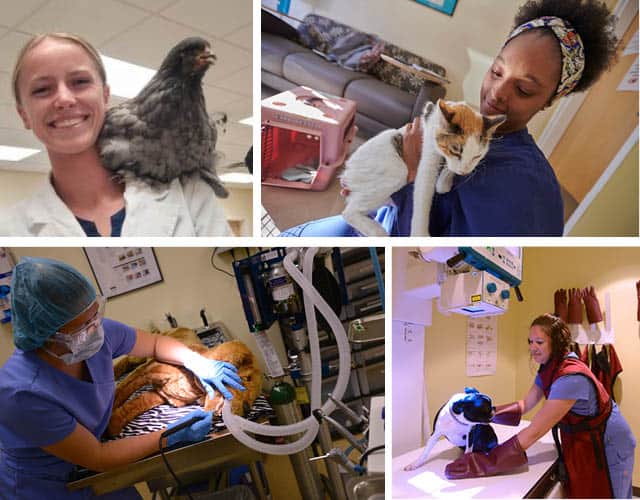 Students and staff celebrating National Vet Tech Week with animals at Pensacola State College.